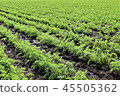 Agriculture, carrot field of Sanmu-shi, Chiba 45505362