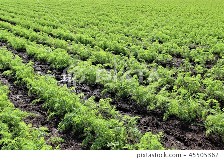Agriculture, carrot field of Sanmu-shi, Chiba Agriculture, carrot field of Sanmu-shi, Chiba 45505362