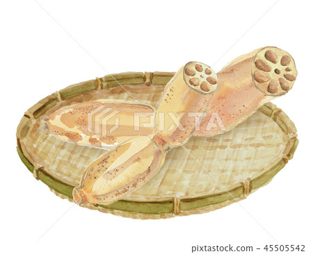Lotus root lotus root Lotus root lotus root 45505542