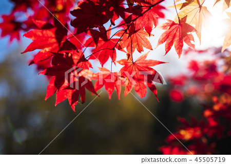 秋葉和太陽（日式口氣） 45505719