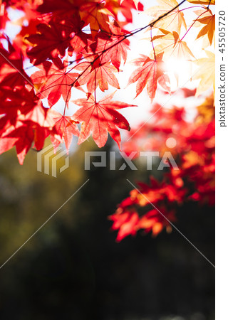 秋葉和太陽（日式口氣） 45505720