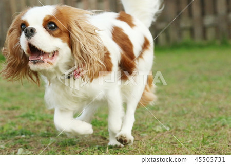 Cavalier 45505731