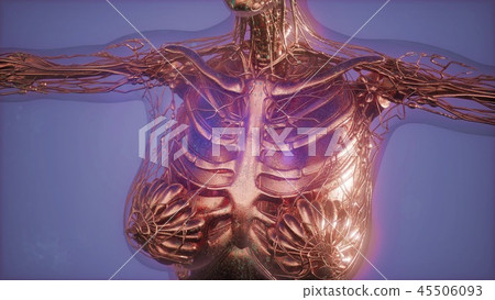 Mammogram radio imaging for breast cancer  45506093