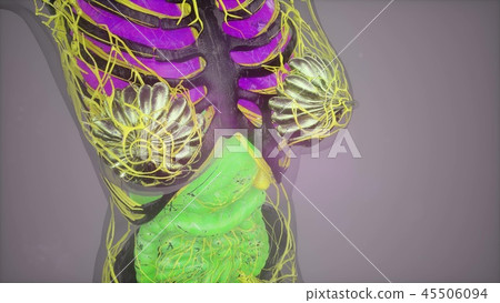 human body model illustration 45506094