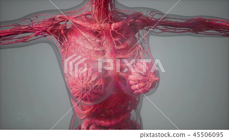 model showing anatomy of human body illustration 45506095