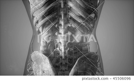 Complete close-up view of the Skeletal System Complete close-up view of the Skeletal System 45506096
