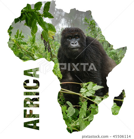 Mountain gorilla inside Africa shape continent outline Mountain gorilla inside Africa shape continent outline 45506114