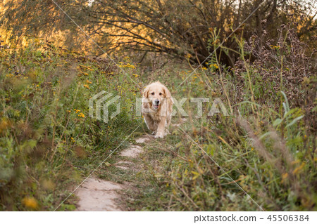 old golden retriever dog old golden retriever dog 45506384