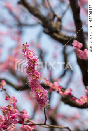 Blue sky and plum blossoms Blue sky and plum blossoms 45506552
