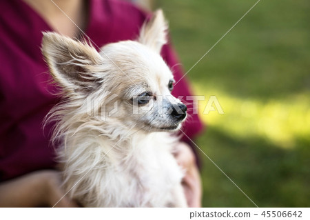 old chihuahua dog 45506642