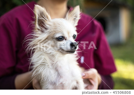 old chihuahua dog 45506808