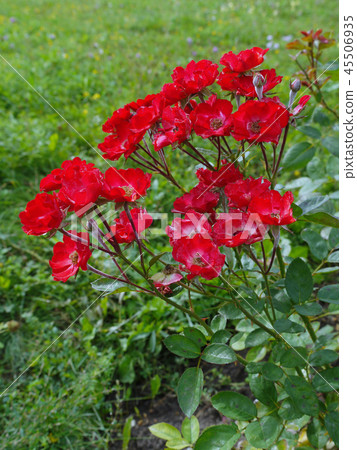 A bush of beautiful, lush scarlet roses with a gre A bush of beautiful, lush scarlet roses with a gre 45506935