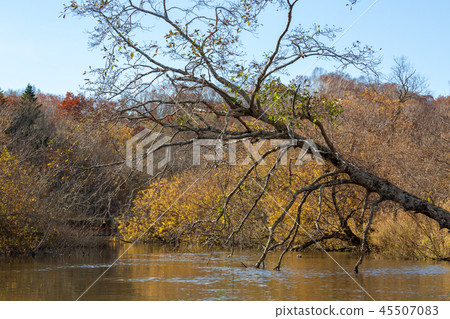 The scenery from the late autumn Kushiro wetland canoe The scenery from the late autumn Kushiro wetland canoe 45507083
