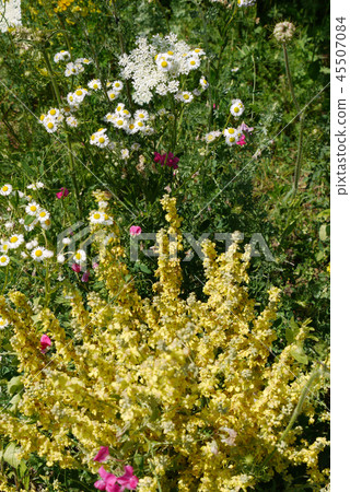 Lush thickets of flowers in the garden with daisie 45507084
