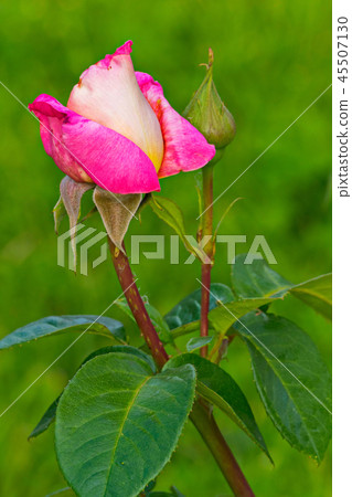 small closed rose pink rose with spiked branch and small closed rose pink rose with spiked branch and 45507130