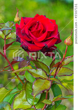 a bush of beautiful dark red rose exuding a magnif a bush of beautiful dark red rose exuding a magnif 45507131
