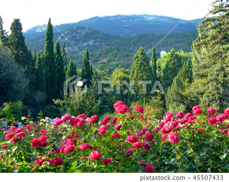 lush fragrant rose bushes lurking near the steep s lush fragrant rose bushes lurking near the steep s 45507433