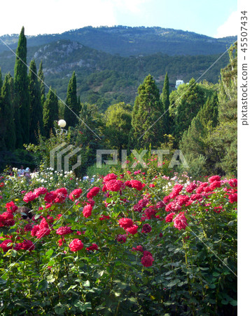 shrubs of red and pink roses in a botanical garden shrubs of red and pink roses in a botanical garden 45507434