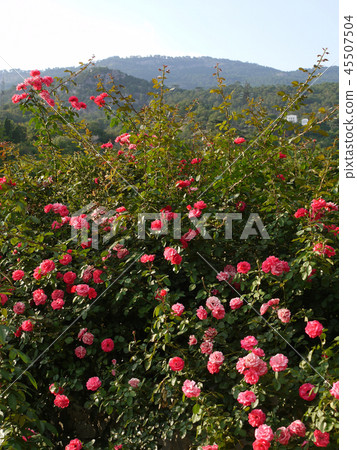 dense shrubs of pink roses against the background dense shrubs of pink roses against the background 45507504