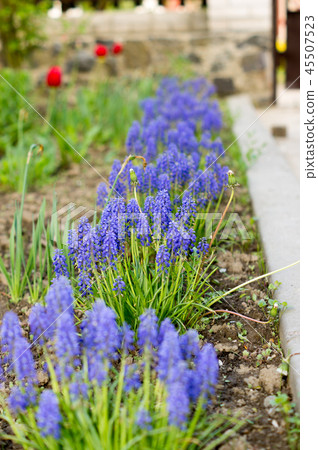 Blue flowers growing on a green lawn carpet, Ajuga Blue flowers growing on a green lawn carpet, Ajuga 45507523