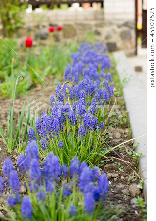 Blue flowers growing on a green lawn carpet, Ajuga Blue flowers growing on a green lawn carpet, Ajuga 45507525