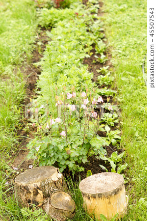 Flowerbed with flowers and plants in the country n Flowerbed with flowers and plants in the country n 45507543