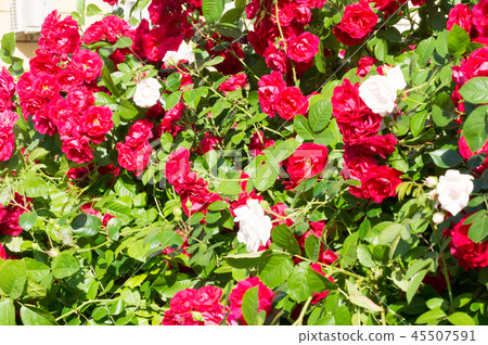 Red rose bushes with green leaves, a perfect gift Red rose bushes with green leaves, a perfect gift 45507591
