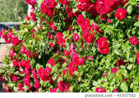 Red rose bushes with green leaves, a perfect gift 45507592