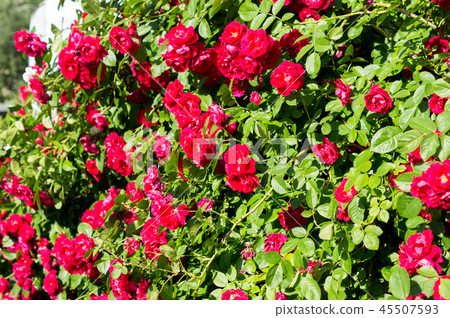 Red rose bushes with green leaves, a perfect gift Red rose bushes with green leaves, a perfect gift 45507593