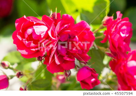 Red rose bushes with green leaves, a perfect gift Red rose bushes with green leaves, a perfect gift 45507594