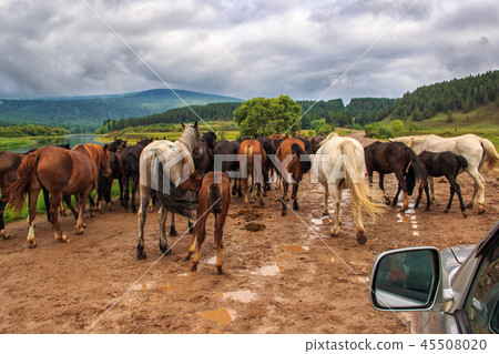 Herd of horses on the road Herd of horses on the road 45508020