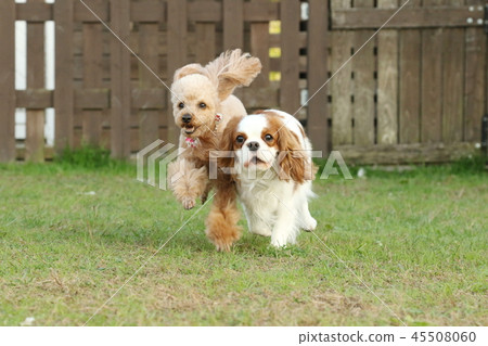 玩玩具貴賓犬和騎士 45508060