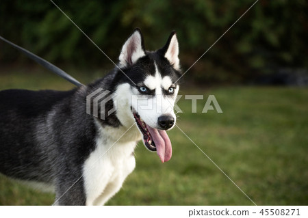young pedigreed siberian husky dog 45508271
