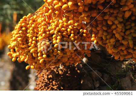 Phoenix dactylifera 45509061
