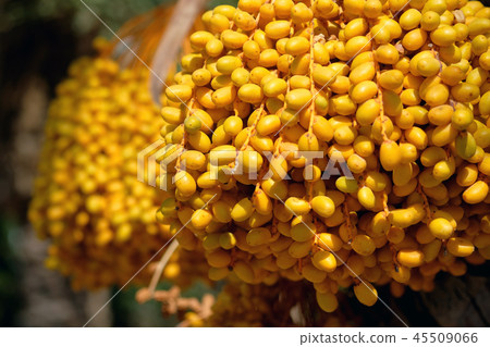 Phoenix dactylifera 45509066