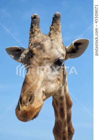 African giraffe 45509071