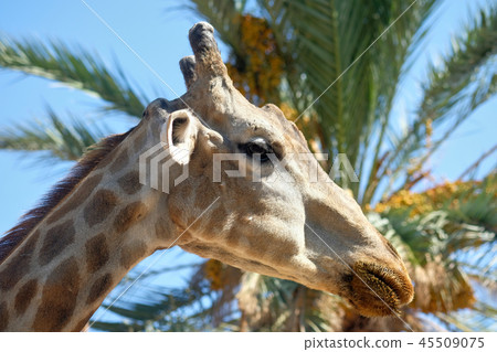Giraffe 45509075