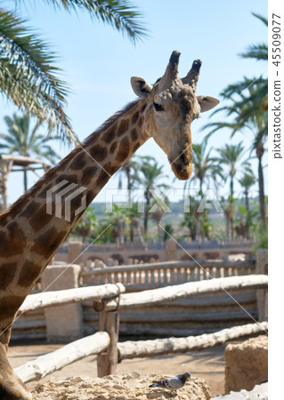 African giraffe 45509077