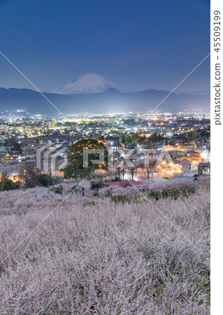小田原_ Soga Meirin _富士山 45509199
