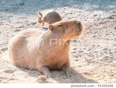 台灣台南可愛水豬水豬金先生老老鼠動物園休息遠足水豚水豚 45509266
