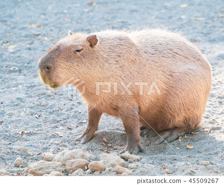 Taiwan Tainan Cute water pork Water pig Mr. Senkin gold old rat zoo Resting hiking Capybara Capybara Taiwan Tainan Cute water pork Water pig Mr. Senkin gold old rat zoo Resting hiking Capybara Capybara 45509267