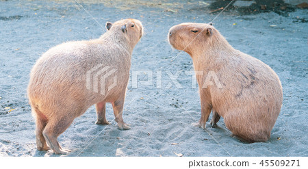 台灣台南可愛水豬水豬金先生老老鼠動物園休息遠足水豚水豚 45509271