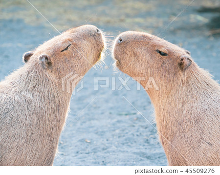 Taiwan Tainan Cute water pork Water pig Mr. Senkin gold old rat zoo Resting hiking Capybara Capybara 45509276