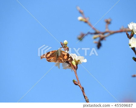 滕蝴蝶被Fukufakura吸收 滕蝴蝶被Fukufakura吸收 45509687