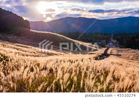 (Kanagawa Prefecture) Sengokuhara Susuki steppe (Kanagawa Prefecture) Sengokuhara Susuki steppe 45510274