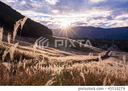 （神奈川縣）仙石原Susuki草原 45510279