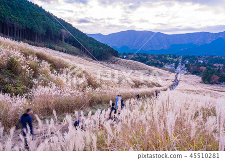 （神奈川縣）仙石原Susuki草原 45510281