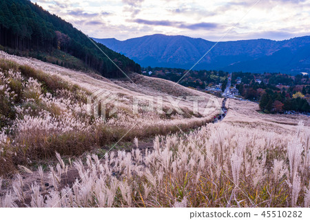 (Kanagawa Prefecture) Sengokuhara Susuki steppe (Kanagawa Prefecture) Sengokuhara Susuki steppe 45510282