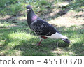 Pigeon 45510370