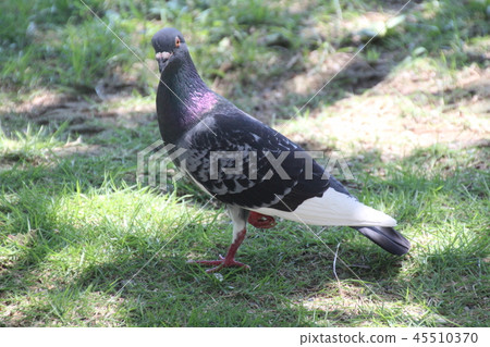 Pigeon Pigeon 45510370